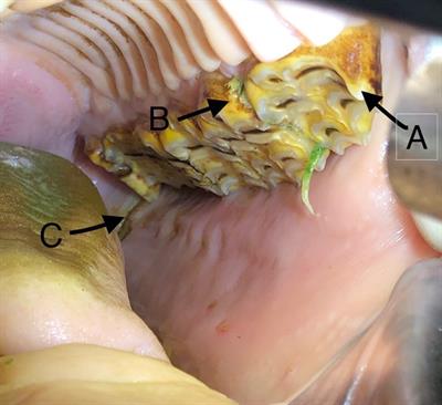 The prevalence and risk factors of dental disease found in 100 miniature horses